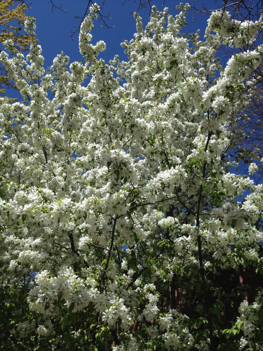 Spring in Glenwood Springs, Colorado