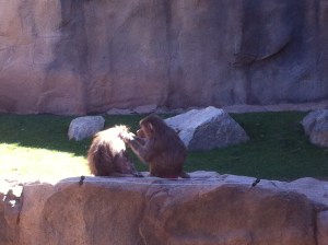 Picking up some grooming tips at the Phoenix Zoo.