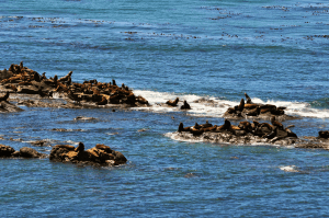 Seals at Cape Arago