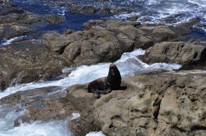 Seal at Cape Arago