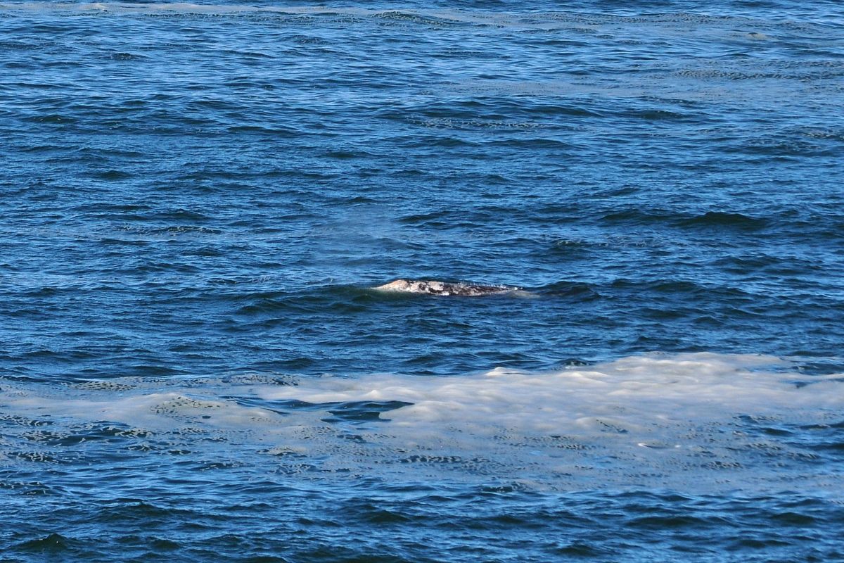 Whale watching at Depoe Bay