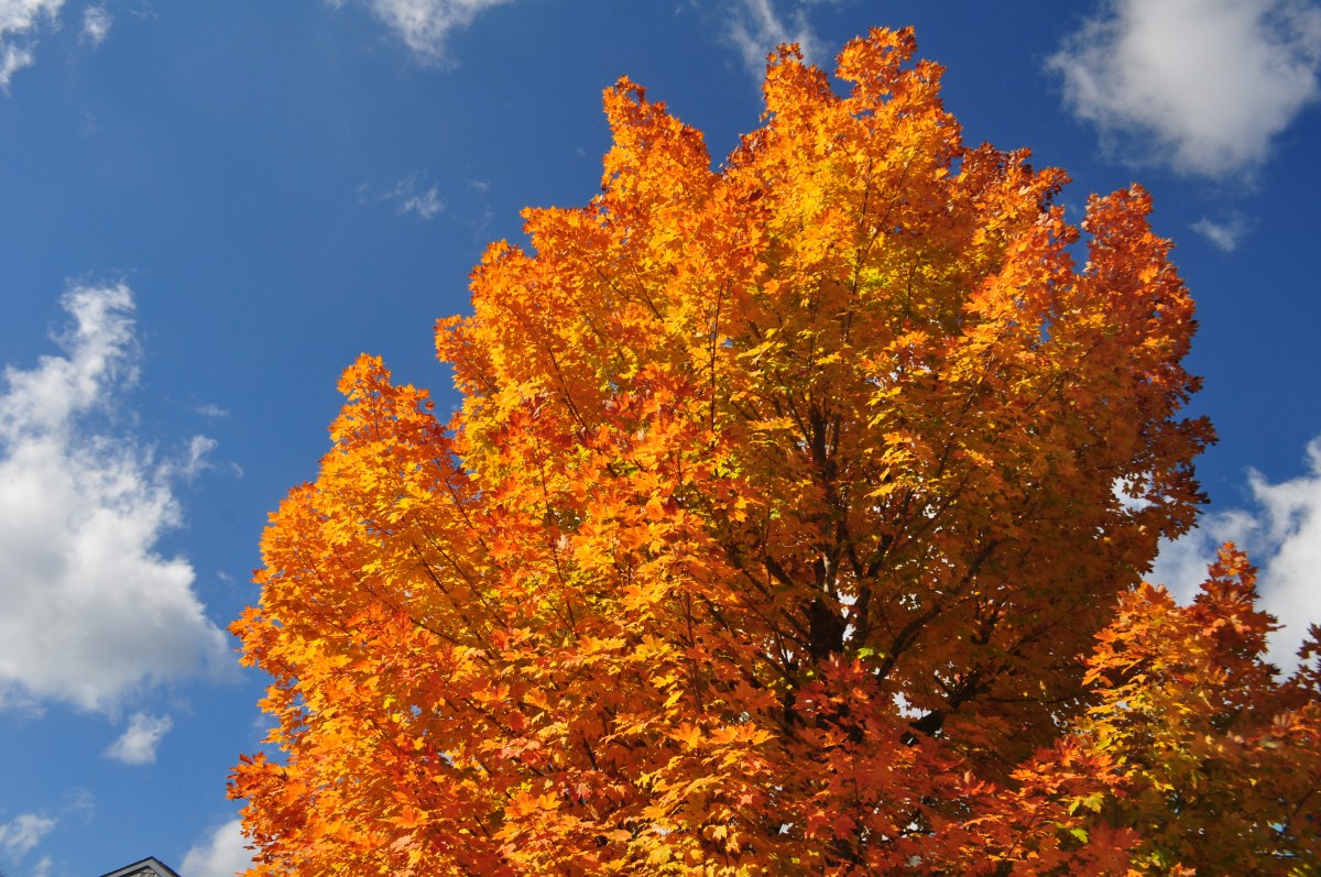Colors at Jordan House in Acadia