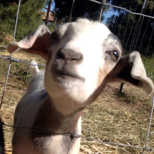 Goats at Schnepf Farms