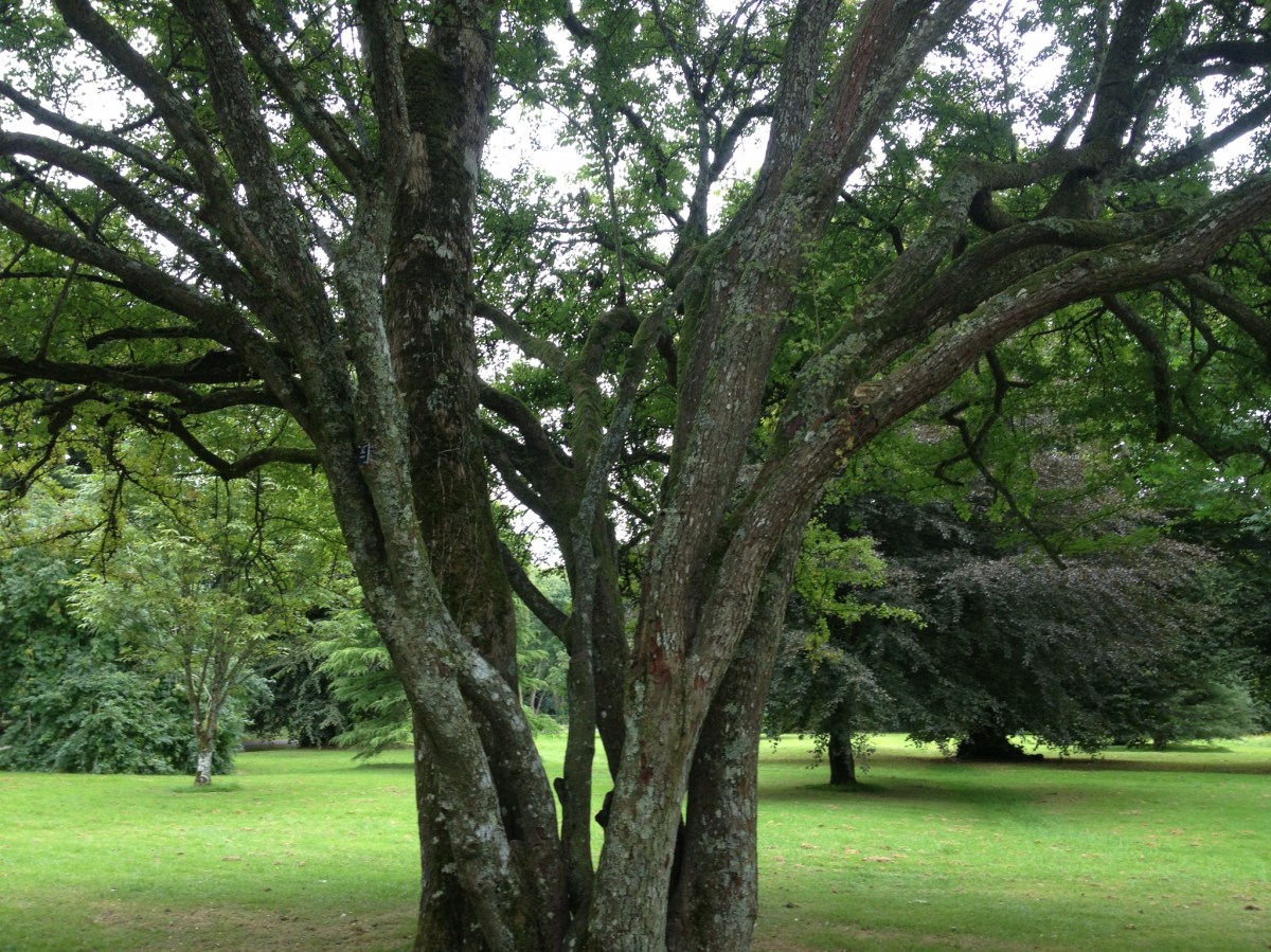 Tree at Blarney Castle