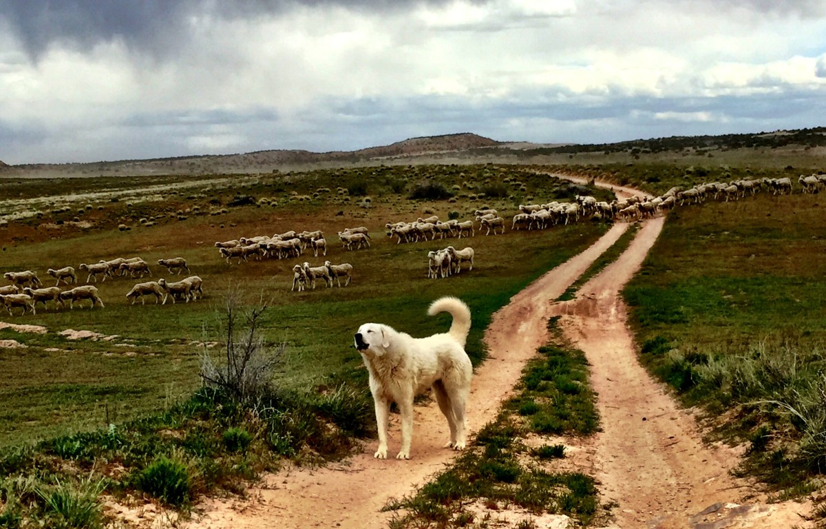 Beware the Great Pyrenees