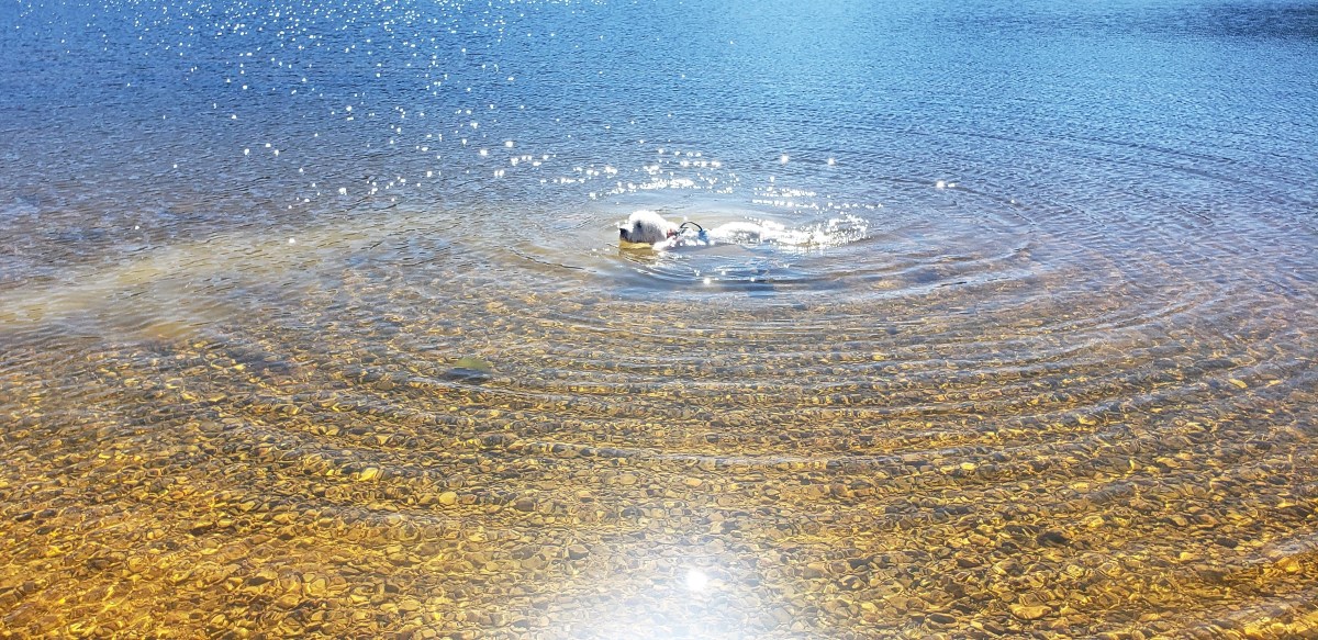 Walden learns to swim
